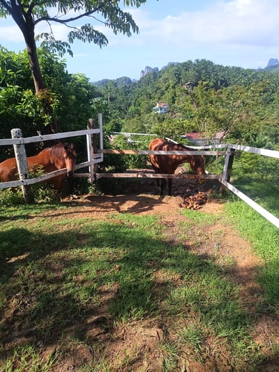Two chestnut horses stand inside a white wooden fenced enclosure on a grassy area. One horse is facing the camera, while the other is bent down eating a pile of brown objects. The ground is a mix of dirt and green grass. Behind the enclosure is a lush, green landscape with trees and hills, including distinctive rock formations. A few buildings are visible among the trees. The image is taken in Ban Tak Daet, Thailand, as evidenced by the topography and landscape.