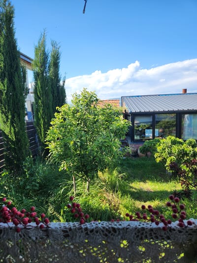 The image depicts a sunlit residential garden scene in Gorovani, Georgia, viewed from a slightly elevated perspective.
In the immediate foreground, a blurred, light-colored, possibly crocheted or lacy fabric item spans the lower edge, adorned with out-of-focus clusters of small, bright red, berry-like objects.
The midground is dominated by a lush green garden space. A central, medium-sized deciduous tree with dense green foliage stands prominently. Surrounding this tree and extending towards the foreground is an area of naturalized green grass and various taller herbaceous plants. To the right of the central tree, another bush with vibrant green leaves is visible, along with a plant featuring darker, possibly reddish-purple foliage.
In the background, architectural elements are present. On the left, three tall, slender, dark green coniferous trees, resembling cypress, partially obscure a multi-story building with white or light-colored walls and visible balcony railings, featuring reflective windows. On the right, a modern-looking building extension or sunroom is visible, characterized by a grey, corrugated metal roof and large, dark-framed glass windows below. Reflections of the garden and sky are visible in these windows. A section of a reddish-brown brick wall is apparent beneath the windows, with several terracotta pots and potted plants arranged in front of it. A reddish-brown cylindrical vent or chimney pipe protrudes from the roof towards the right edge. Behind this structure, the tiled roof of another building is partially visible.
The upper portion of the image reveals a clear, bright blue sky with scattered white cumulus clouds, primarily congregating towards the horizon line on the right. A small, dark, oblong object, possibly a flying insect or drone, is dimly discernible against the blue sky in the upper right quadrant. Smaller specks, indicative of distant insects or birds, are also visible against the sky near the top of the cypress trees.
The scene is illuminated by bright sunlight, casting distinct shadows and highlighting the vibrant green vegetation. No human or animal subjects are explicitly visible.
