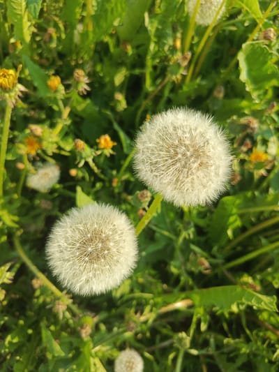 Two fluffy white dandelion seed heads are the prominent subjects in this close-up shot, set against a backdrop of vibrant green foliage. The dandelions are in focus, their delicate structures clearly visible, while the surrounding plants and other smaller dandelion seed heads or buds are softly blurred. Yellow wildflowers are scattered amongst the greenery, adding touches of color. The overall impression is one of a natural outdoor setting, likely a meadow or a garden, bathed in sunlight. The image appears to have been taken outdoors, possibly in Steklyanka, Russia, based on the provided context.