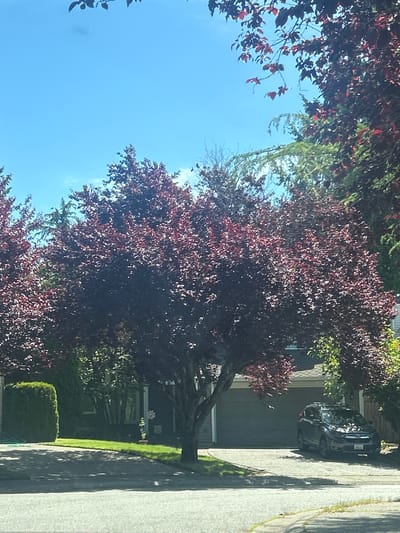 This is a daytime, eye-level, full exterior shot of a suburban street in Sammamish, United States of America. A dark-colored SUV is parked in the driveway in front of a residential garage door. The driveway is paved with concrete, and a manicured lawn with a hedge borders it. A large tree with dark red leaves dominates the foreground, casting shadows on the driveway and lawn. Additional trees with green foliage are visible behind the red-leafed tree, partially obscuring the house and the garage. The sky is bright blue with a few wispy clouds.