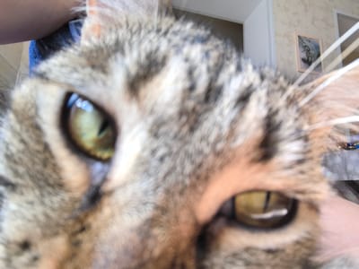 This is a close-up, blurry photograph of a tabby cat's face. The cat's eyes, one green and one yellow, are prominent and appear to be the focal point of the image. The cat's fur is a mix of gray, black, and tan tabby markings. The background is out of focus, but appears to be an indoor setting with a wall and some objects on a table. There is no indication of the location being in Верхнетемерницкий, Russia. The image captures a moment of a cat looking directly at the camera, possibly being held or interacting with a person whose arm is visible at the top left of the frame.