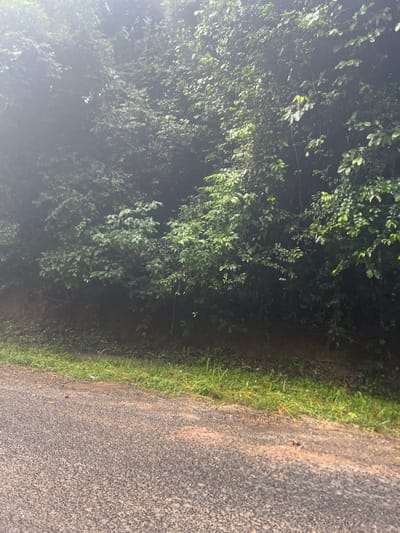 A view of a road in what appears to be Kisanga, Tanzania, based on location data. The road is asphalt or a similar material, with a rough texture. Along one side of the road is a strip of grass and then dense vegetation, likely bushes and trees. The lighting is somewhat dim, possibly due to the time of day or cloud cover. No people or animals are visible. There are no buildings in view. The road appears unused and is surrounded by heavy foliage.