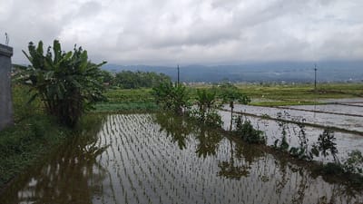The image presents a wide view of a rural landscape, likely an agricultural area, in Panjalu, Indonesia. The foreground and mid-ground are dominated by expansive rice paddies, which are flooded with water and clearly show neat rows of young, green rice plants. The still water beautifully reflects the cloudy sky above and the surrounding vegetation, creating a striking mirrored effect.
On the left, a dense cluster of banana trees with broad, somewhat tattered leaves stands tall, partially framing a grey concrete structure on the far left edge. The bank leading down to the paddies is covered in thick, green undergrowth. Further into the scene, additional banana plants and various green bushes and shrubs line the narrow dividers between the flooded fields.
In the mid-distance, the green agricultural fields stretch out, interspersed with small patches of darker trees. A slender utility pole with power lines is visible, rising from the landscape. Beyond the cultivated areas, a small collection of buildings, possibly a village, can be discerned. The background features several layers of distant mountains or hills, appearing muted and hazy under a heavily overcast sky. The sky is entirely covered with thick, grey clouds, indicating a cloudy or potentially rainy day.
No people are visible in the scene, and no specific activities are explicitly depicted, but the newly planted rice suggests ongoing agricultural work. The overall impression is one of a serene, lush, and productive natural environment. There is no visible text in the image.