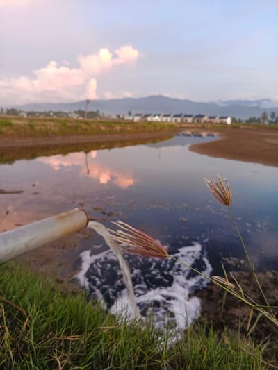 This media file depicts an outdoor scene at dusk in Sangso, Indonesia. In the foreground, lush green grass borders a body of water. A metal pipe extends from the left side of the frame, discharging a stream of foamy white water into the dark, reflective surface. The water surface mirrors the sky, showing soft pink and orange hues from the setting sun reflecting off the clouds.
Beyond the water, a barren, sandy area stretches towards a row of houses with white walls and dark roofs, indicative of a residential development. These houses are situated in the middle ground, with a line of trees and a hazy mountain range forming the backdrop. The sky is a pale blue, transitioning to warmer tones near the horizon where the clouds are illuminated by the setting sun. The overall mood is tranquil, with a sense of an agricultural or rural setting undergoing development. The time of day is clearly sunset, characterized by the soft, diffused light and the colors in the sky and water. There is no visible text in the image.