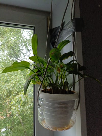 A potted plant with large green leaves is hanging by strings near a window. The pot is made from a repurposed plastic bottle, with the top portion cut and inverted to hold the soil and plant. The strings are attached to the top rim of the pot and are secured with dark tape to the window frame or a nearby support. Outside the window, a dense canopy of green trees is visible, suggesting a natural or semi-natural outdoor environment. The overall scene depicts a do-it-yourself approach to indoor gardening, with the plant placed in a location that likely receives sunlight from the window. The image is taken in Tikhvin, Russia.