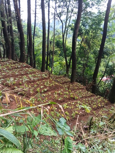 A forested hillside is filled with tall, slender trees dominating the scene. The foreground reveals a terraced garden with rows of young plants emerging from the rich, brown soil. Tangled, wild vegetation encroaches at the bottom, adding a touch of untamed nature. The background shows a dense mix of trees, hinting at a vast forest beyond the cultivated patch. The scene blends agriculture with the natural forest, creating a landscape of controlled cultivation within a wild environment.