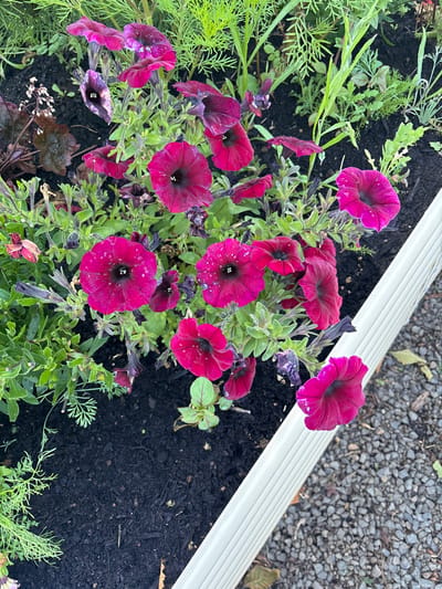A cluster of vibrant magenta petunias with dark centers bloom in a garden bed. The flowers are surrounded by green foliage and other plants, contrasting with the dark mulch soil. A white border lines the edge of the bed. Gravel is visible on the right side of the frame.