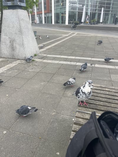 The image depicts a public square in Maastricht, Netherlands, identifiable by the "Centre Ceramique" building in the background. The foreground is dominated by a paved area with a bench. Several pigeons are scattered across the pavement. A black bag rests on the bench.