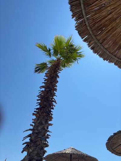 This image shows a palm tree against a clear blue sky. The trunk of the palm tree is textured with the remnants of old fronds. The fronds at the top of the tree are green and healthy, fanning out against the sky. Two thatched umbrellas are visible in the frame, one in the upper right and another smaller one towards the bottom center. The umbrella in the upper right is a close-up shot, showing the woven texture of the thatch. The scene suggests a beach or resort setting, consistent with locations like Skala Potamias, Greece. No people are visible in the image.