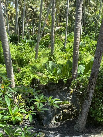 The image displays a verdant, tropical outdoor scene located in Tibubiyu, Indonesia, under bright daylight conditions. In the foreground, a dark, textured ground surface with irregular lighter patterns is visible, bordered on the left by a multi-stemmed Plumeria shrub bearing numerous bright green, oval leaves. Adjacent to the Plumeria, a constructed multi-tiered rock formation, composed of grey, textured material, stands as a static garden feature. A thick, light brown tree trunk occupies the lower right portion of the frame. The midground and background are densely covered by a tropical forest, characterized by numerous slender, grey palm tree trunks extending vertically. The ground beneath the palm trees and surrounding the rock formation is thick with varied green undergrowth, including large-leafed plants and smaller shrubs. No human or animal subjects are present, and no active interactions are depicted. Dappled sunlight illuminates the foliage, indicating an open sky above the dense canopy.