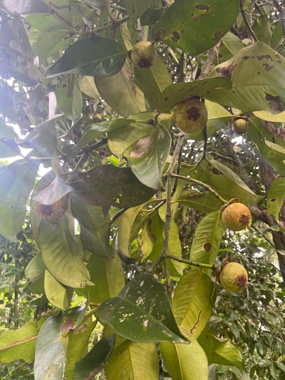 This is a close-up, upward-looking shot of a mangosteen tree branch laden with unripe fruit and large, glossy green leaves. The scene is set outdoors in Aronpirak, Indonesia, where sunlight filters through the dense foliage, creating a dappled effect. The time of day appears to be daytime, given the natural lighting.
The primary subjects are the mangosteen fruits, which are small and round, in various stages of development. Some are a pale green, while others have a slightly reddish or purplish tinge, and some exhibit dark spots, likely indicating natural browning or minor imperfections on their rinds. The characteristic star-like pattern is visible on the tops of some of the fruits. The leaves are broad and ovate, with some showing signs of minor damage or discoloration, appearing as brown patches or streaks. The branches are sturdy and brown, supporting the weight of the fruit and leaves.
The image captures a moment in the natural cycle of the mangosteen tree, with its bounty hanging from the branches. There are no people or specific events depicted. The overall mood is serene and natural, highlighting the quiet beauty of the fruit-bearing tree in its tropical environment. The background is blurred, suggesting a depth of field that keeps the focus on the foreground details of the tree. No text is visible in the image.