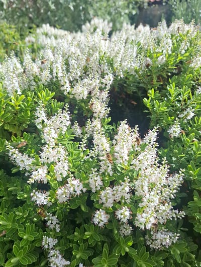 In Middleton Tyas, United Kingdom, a dense cluster of flowering Hebe plants with abundant small white blossoms and vibrant green leaves fills the frame. Several bees are actively engaged in pollination, some are in flight, while others are perched on the flowers. The lighting suggests it is daytime, with sunlight illuminating the scene.