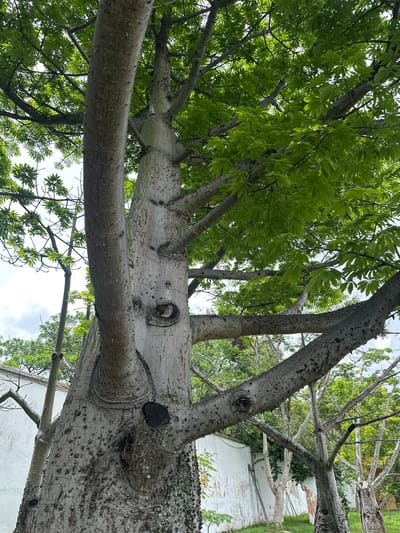 The image shows a close-up view of a large tree with a thick, spiky trunk and many branches covered in bright green leaves. The tree is situated in a grassy area with a white wall in the background, possibly part of a building. Several other trees and greenery are visible in the distance, and the sky is overcast. The setting appears to be an outdoor location in San Agustín Etla, Mexico.