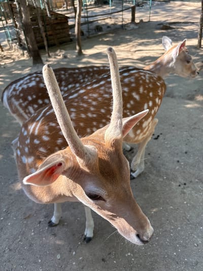 This is a high-angle, medium shot of two spotted deer in an outdoor enclosure. The deer are in the foreground and middle ground, with a wooden structure and fencing visible in the background. The ground is made of dirt and small pebbles. The deer are brown with white spots. The deer in the foreground is looking down and to the right, with its antlers visible. The deer in the middle ground is facing to the right. The lighting suggests it is daytime, with sunlight casting shadows. The environment appears to be a zoo or wildlife park.
