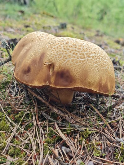 A close-up, eye-level shot captures a single mushroom growing in a forest floor in Zaklinye, Russia. The mushroom's cap is broad and convex, with a texture of reticulated scales in shades of tan and light brown, interspersed with darker brown patches. The stem, visible just below the cap, appears thick and fleshy. The mushroom is surrounded by a dense layer of pine needles, twigs, and green moss, indicative of a coniferous forest environment. In the background, blurred greenery suggests a dense forest with soft light. The overall scene is natural and undisturbed.