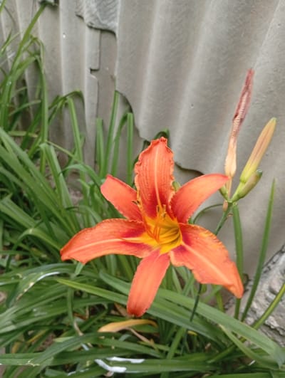 An orange lily is in bloom in front of a grey, corrugated wall and green foliage. There are two lily buds and a single bloom. The lily is the main subject of the image. The wall is made of corrugated sheeting. The foliage is lush and green. The location is Arashan, Kyrgyzstan.