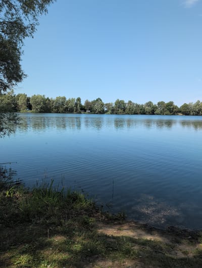The image depicts a serene lake scene on a clear day, with a dense line of trees forming the horizon. The water is calm, with gentle ripples creating a textured surface that reflects the sky and the trees. On the foreground bank, there is lush green grass and some dry earth with dappled sunlight. In the distance, across the lake, the tree line is consistent and unbroken, with a few small structures or tents visible amongst the foliage, possibly indicating a campsite. To the left of the frame, the branches of a large tree with dark green leaves overhang the water and the sky, adding a natural framing element. The overall impression is one of a peaceful natural environment. This location is likely the "Großer See" in Petershagen, Germany, known for its recreational activities and natural beauty.