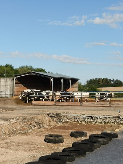 In Spálené Poříčí, Czechia, a farm is depicted with a herd of black and white cows housed in a partially open-sided shelter. The shelter has a corrugated metal roof supported by metal beams and wooden walls. The ground in front of the shelter is a mixture of dirt and straw, with a wooden trough for the animals. Beyond the shelter, a line of trees forms the background, with a cultivated field visible further back under a clear blue sky with scattered white clouds. In the foreground, a rough, gravelly area is scattered with debris, including several black tires arranged in a row, suggesting a boundary or a makeshift obstacle course. The overall scene captures a rural farming environment bathed in sunlight.