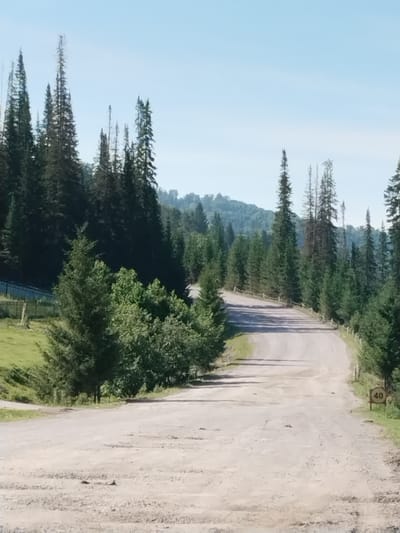 A dirt road winds through a forested area with tall evergreen trees lining the sides. The sky is a clear, pale blue. In the distance, rolling hills covered in trees are visible. A blue fence runs along the left side of the road for a short stretch, bordering a grassy field. A speed limit sign showing "40" is mounted on a post on the right side of the road. The road surface appears rough and uneven, with loose gravel and some debris. The overall scene suggests a rural or remote location, likely a natural setting. The image does not show any people, animals, or any specific structures that would pinpoint its location within the city of Brish, Russia.