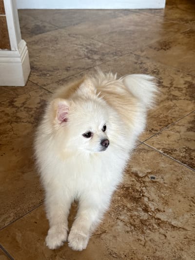 A light-colored, fluffy Pomeranian dog is lying on a tiled floor in an indoor setting. The dog is positioned in the center of the frame, facing to the right. Its fur is predominantly white with hints of cream or light tan, particularly on its back and tail. The dog has dark eyes and a pink nose. The floor is covered in square tiles with a brown and beige marbled pattern. In the upper left corner of the image, a portion of a white baseboard and wall is visible. The lighting appears to be natural, coming from overhead or a nearby window. The scene suggests a domestic environment, likely a home in Sunny Isles Beach, United States of America.