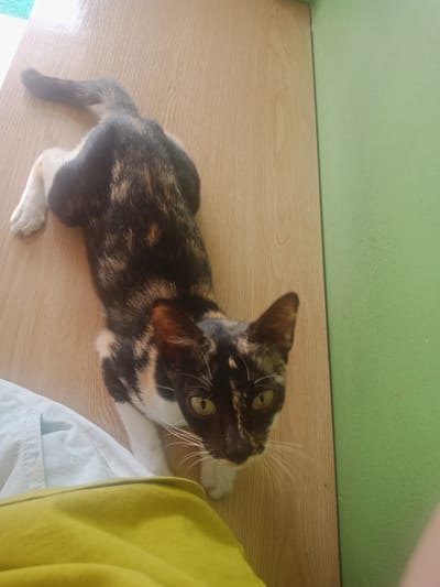 A calico cat is lying on a wooden floor, with a green wall in the background. The cat is facing the camera, with its head turned slightly to the right. The cat has black, white, and orange fur. Its eyes are green. In the foreground, there are two pieces of clothing, one yellow and one light blue. The scene is indoors, likely in a domestic setting. There is no information in the image to suggest a specific location in the city of Medan, Indonesia.