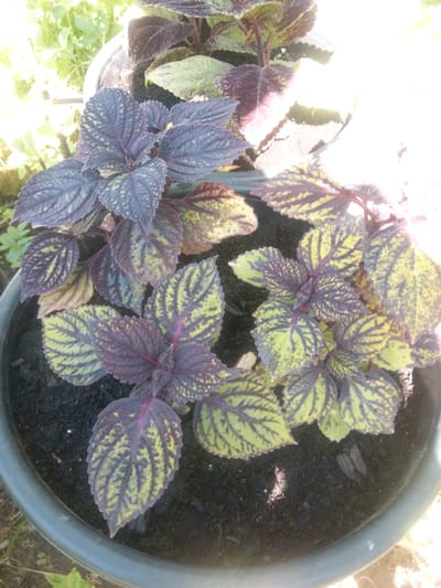 The image shows a close-up, overhead view of a dark gray plastic planter filled with dark soil. Several plants with variegated leaves are growing in the planter. The leaves are predominantly dark purple with lighter green or yellow patterns along the veins, and some have serrated edges. The plants are healthy and appear to be well-established. The lighting suggests it is daytime, with some bright sunlight causing glare in the upper right portion of the image. The background is blurred and shows out-of-focus greenery, indicating an outdoor setting. There is no visible information within the image that would allow for the specific identification of the location in Первомайская, Russia.