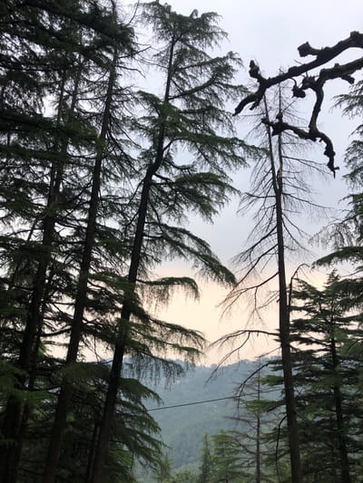 The image depicts a view looking upwards through a dense forest. The foreground is dominated by tall pine trees with thick trunks, their branches covered in green needles. Some of the trees have bare branches, adding to the complexity of the scene. In the background, a hazy mountain range is visible. The sky is overcast. The location is Qila Nathu Singh, India.