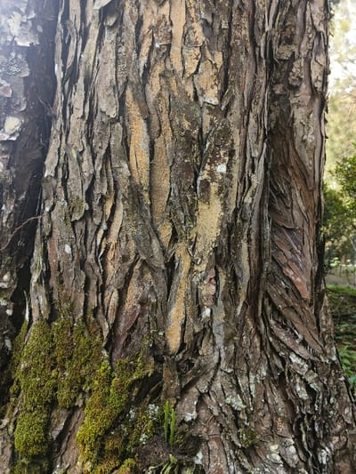 This image depicts a vertical close-up of a tree trunk in Lvea Aem District, Cambodia. The bark exhibits deep, irregular furrows and a scaly texture, primarily in shades of dark brown, reddish-brown, and grayish-brown. Numerous patches of light yellowish-tan granular material adhere to the bark surface and within its depressions. Dark green moss densely covers the lower left section of the trunk, with smaller moss formations appearing higher. Scattered white and light gray lichen patches are visible across the bark. A cluster of thin green shoots grows from the bark near the lower left base of the trunk. The background is out-of-focus, showing blurred green foliage under diffused natural light. No individuals, animals, or artificial objects are discernible.