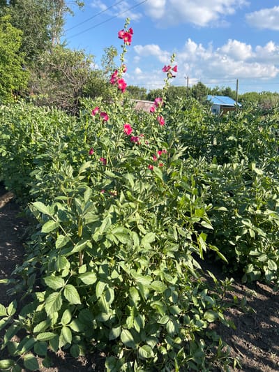 The image depicts a field of lush green plants, possibly dahlias, with several tall stalks topped with vibrant pink flowers. The plants are arranged in rows, suggesting a cultivated garden or farm. In the background, a small blue-roofed building and trees are visible under a clear blue sky with scattered white clouds. The scene appears to be in a rural or semi-rural area. The photograph is taken from a low angle, looking up at the flowers and the sky. The lighting suggests it is daytime, with sunlight casting shadows on the ground.