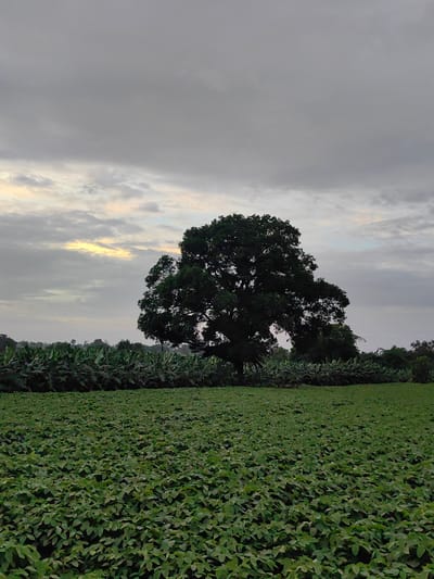 The image depicts a rural landscape, likely in or near Dattapur, India. In the foreground, a vast field of green crops stretches towards the horizon. Behind this field, a dense line of banana trees forms a dark, lush barrier. Dominating the mid-ground is a large, mature tree with a broad, full canopy of dark green leaves. The background is characterized by a cloudy sky with streaks of pale yellow light breaking through the overcast, suggesting either sunrise or sunset. The overall impression is one of natural tranquility and agricultural abundance.