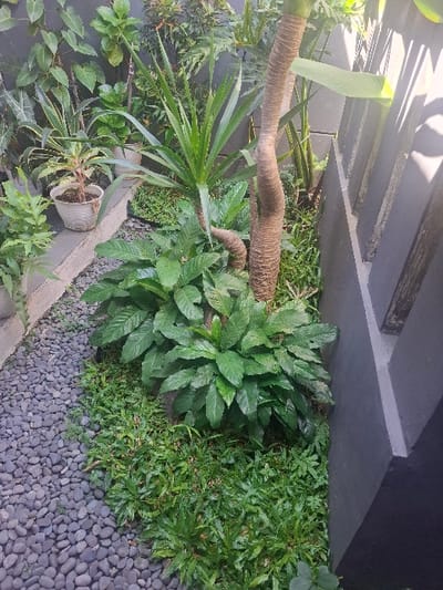 The image shows a small garden in Bojongsoang, Indonesia, at coordinates -6.968 latitude and 107.651 longitude. The garden is located next to a wall that has a small, black metal gate. There are multiple plants in the garden. The largest plant is a tall palm tree with a thick, brown trunk. The palm tree is surrounded by other green plants, including a large leafy plant in the foreground and a small, green bush on the left. The ground is covered with a layer of small, black pebbles. The wall is made of concrete and is painted a light gray color. The wall is covered in shadows from the sun shining down on it from the right.