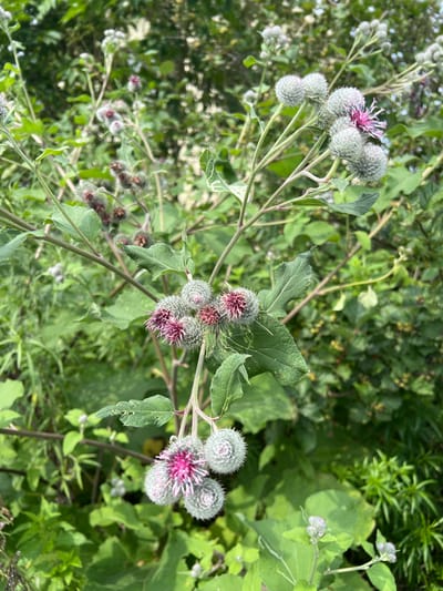 A close-up, eye-level shot shows a cluster of thistle-like seed pods and developing flower buds on a branching plant. The seed pods are spherical, covered in fine, white, hair-like filaments, and some have exposed pink and purple petals. They are attached to thin, greenish-brown stems that branch out. Large, serrated green leaves are also visible, some showing signs of insect damage. The background is a dense, out-of-focus tapestry of green foliage, suggesting an outdoor, natural environment. The scene is bathed in natural light, creating soft shadows. No people or animals are present. The location is specified as Reineke, Russia.