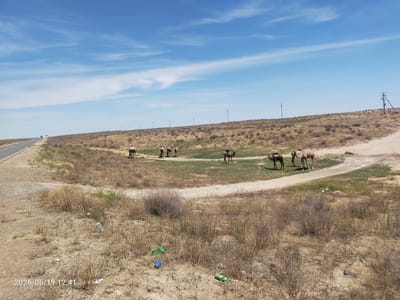 The image depicts a desolate, arid landscape in the vicinity of Taushyk Rural District, Kazakhstan. The foreground is characterized by dry, sparse vegetation, scattered rocks, and litter, including several plastic bottles and cans. A paved road runs along the left side of the image, with a few vehicles visible in the distance. In the middle ground, a herd of camels grazes on patches of green grass amidst the dry terrain. Several power lines and utility poles stretch across the horizon, indicating the presence of infrastructure in this remote area. The sky is a clear blue with wispy white clouds. The overall scene conveys a sense of remoteness and a harsh, dry environment.