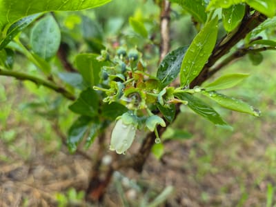 The image shows a close-up of a blueberry plant with dew drops on its leaves and developing fruit. The plant is in focus, with the background blurred. The overall impression is one of a natural, outdoor setting. There are no people or animals visible in the image. The environment appears to be a garden or natural area, with hints of greenery and soil in the background. The lighting is soft and diffused, suggesting an overcast day or early morning.