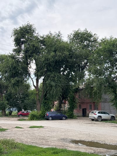 In Talas City, Kyrgyzstan, on a cloudy day, a scene unfolds with several vehicles parked on a gravel lot. A red SUV is positioned to the left, partially obscured by foliage. To its right, a dark blue sedan is parked closer to a pinkish building with several windows. Further to the right, a white SUV is parked on the gravel. The background features large trees with dense green foliage, some partially obscuring the building. Power lines are visible crisscrossing the upper portion of the image, strung between trees and possibly poles. The ground is uneven, with patches of dry grass and a noticeable puddle of water reflecting the overcast sky. The building appears to be a multi-story structure with a few visible windows and a dark doorway. The overall impression is of a residential area with a slightly neglected but functional parking space.
