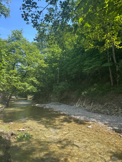 The image depicts a clear, shallow river flowing through a dense, green forest. Sunlight filters through the leaves, creating dappled shadows on the water and the rocky riverbed. The riverbanks are lined with smooth, grey stones and lush vegetation. In the background, the forest canopy extends upwards, with tall trees and a clear blue sky visible in some areas. The scene appears to be a natural, serene environment, characteristic of a location like Shirokaya Schel, Russia, known for its picturesque natural landscapes. There are no people or discernible man-made structures visible in the immediate vicinity of the river. The overall impression is one of tranquility and untouched nature.