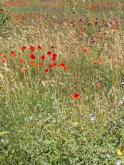 This is a detailed, eye-level, medium shot of a field of wildflowers. The field is predominantly filled with tall, dry grasses and scattered red poppies. There are also smaller purple and blue wildflowers interspersed throughout the grass. The lighting suggests it is daytime, with the sun illuminating the scene. The background is a blurred continuation of the field. This image was taken in the city of Belo Pole, Bulgaria.