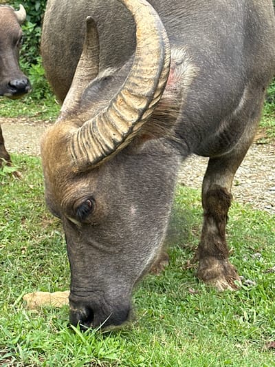 The scene, located in Pung Luong, Vietnam, displays two water buffalo (Bubalus bubalis) in an outdoor, vegetated environment. A large, dark grey-brown water buffalo occupies the central and right portions of the frame, positioned with its head lowered and muzzle in contact with lush green grass, indicative of grazing. This primary buffalo exhibits prominent, curved, and ridged horns, with the left horn extending upwards and backwards. Its dark eye, featuring short eyelashes, is discernible. The buffalo's hide is covered in short, sparse hair, with lighter-colored, finer hair visible at the base of the horns near the ears. Its sturdy front right leg is visible, showing dark, matted material, consistent with mud, adhering to the lower limb and hoof. In the blurred upper-left background, the snout and a partial horn of a second, dark-colored water buffalo are visible. The ground surface in the foreground consists of green grass, with a light-colored, elongated object (possibly bone or dried organic matter) present on the grass adjacent to the primary buffalo's muzzle. A dirt or gravel path is visible in the mid-ground, separating the foreground grass from additional green foliage in the distant background. The scene is illuminated by natural daylight.