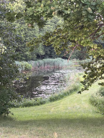 The image shows a tranquil pond surrounded by lush vegetation and trees. The pond's surface is dotted with lily pads, reflecting the surrounding greenery. Tall reeds line the edge of the pond, and a grassy area slopes gently away from the water. The scene is framed by the branches and leaves of large trees, creating a natural, secluded atmosphere. The lighting suggests it is daytime, with soft shadows cast across the grass. The overall impression is one of natural beauty and serenity. This scene appears to be located in the rural area of Zaļais ciems, Latvia, a place known for its natural landscapes and peaceful environment.