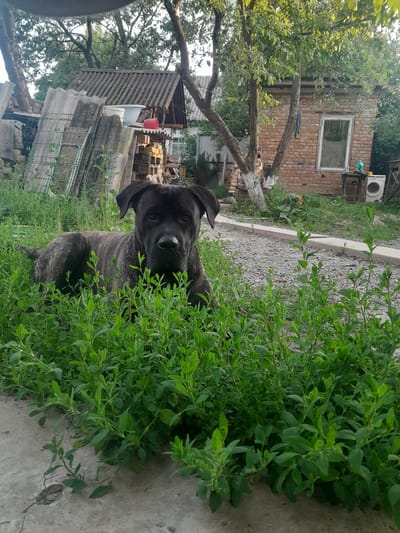 A dark-colored brindle dog lies in lush green vegetation in the foreground of an outdoor scene. Behind the dog, a gravel path is visible, bordered by a low concrete curb. In the middle ground, a weathered brick building with a single window stands under the shade of a tree. To the left of the building, a pile of corrugated roofing material and wooden planks are stacked, with a white tub and red bucket atop them. The background reveals more trees and what appears to be a residential structure. The overall setting suggests a rural or semi-rural location, possibly a backyard or undeveloped area.