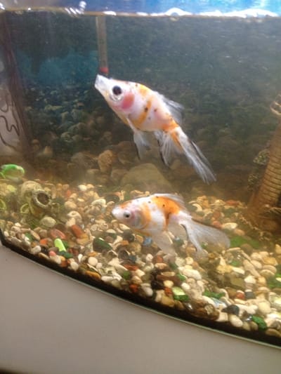The image depicts an aquarium, contextually placed in the city of Puchezh, Russia. Two calico-patterned goldfish with white, orange, and black markings are visible within the tank. The upper fish, oriented towards the right and slightly upwards, exhibits flowing caudal fins. The lower fish, also facing right and positioned closer to the substrate, presents a similar fin structure. The water column contains fine particulate matter, and surface ripples are evident at the top edge of the tank. The aquarium's substrate consists of multi-colored pebbles and gravel, including hues of white, beige, orange, green, red, and dark grey. Decorations within the tank include a small, grey, overturned pot-like object on the left side of the substrate, a vertical ribbed brown column on the right, and a small green artificial plant or object near the pot. The background wall of the aquarium appears somewhat dark and possibly covered with a faint film. The tank's front edge shows a subtle curve, indicating a non-rectangular shape.