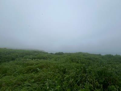 The image depicts a foggy coastal landscape with dense green vegetation, likely grass and other low-lying plants, covering rolling hills. Several birds are visible in the pale, overcast sky, appearing as small silhouettes. The horizon is obscured by thick fog, with a faint indication of water and landmasses in the distance. The overall impression is one of a remote, natural environment under subdued weather conditions. This scene is located in Tikhoe, Russia.