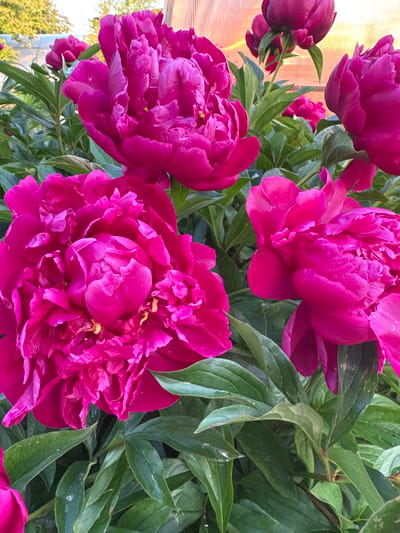 The image is a close-up, outdoor photograph of several vibrant pink peonies in bloom. The flowers are in various stages of opening, with some fully bloomed and others still partially closed. The petals are layered and ruffled, creating a rich texture. Lush green leaves surround the flowers, providing a contrasting backdrop. In the upper background, a structure with a translucent, possibly plastic, roof is visible, suggesting a greenhouse or similar enclosure. The lighting indicates it is daytime. There are no people or animals present in the image.
The city of Mayak, Russia is mentioned, however, there are no visual cues within the image that would allow for a definitive identification of this specific location. The scene depicted is a garden or a cultivated area with blooming peony flowers.