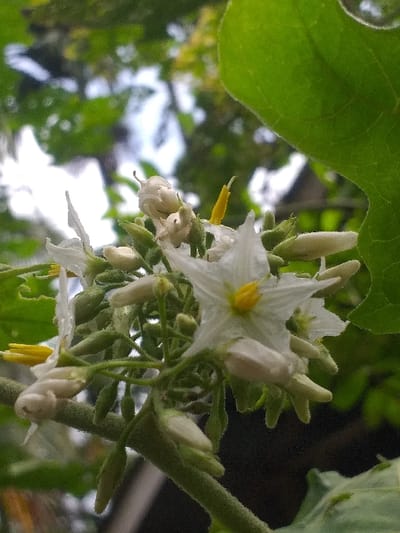 White star-shaped flowers with yellow centers bloom amidst numerous closed, pale green buds on a green, fuzzy stem. A large, vibrant green leaf arches across the upper left corner, partially obscuring the background which features more foliage and a glimpse of the sky. The plant appears to be growing outdoors, bathed in natural light.