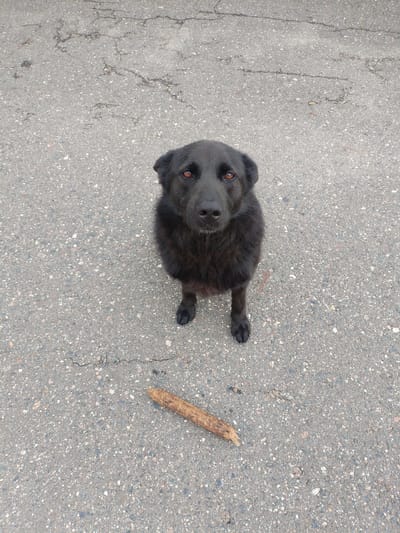A black dog sits on asphalt with a broken wooden stick in front of it. The dog is facing the camera with a neutral expression. The asphalt is grey and cracked, with visible small stones and debris scattered across its surface. The background is out of focus, suggesting an outdoor urban or semi-urban environment. A single broken piece of wood, approximately 15 cm long and 3 cm thick, lies on the asphalt directly in front of the dog. The lighting suggests it is daytime. The scene appears to be in the Вароніцкі сельскі Савет region of Belarus, as per the provided information.