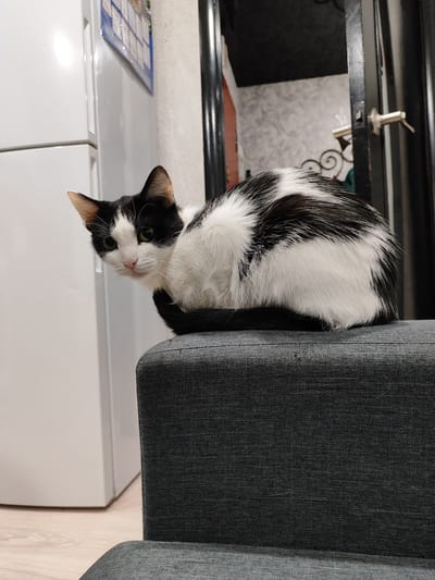 A black and white cat sits on a gray upholstered ottoman. Behind the cat are a white refrigerator and a partially open black door. The location is likely inside a dwelling in Malaryta, Belarus.
