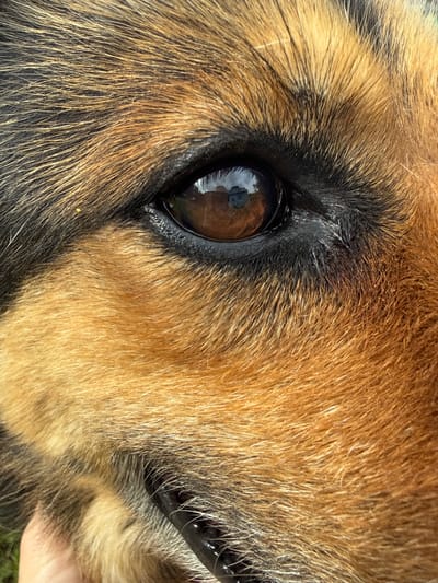 A close-up shot focuses on the right eye of a dog, likely a German Shepherd mix, judging by the coloring and fur texture. The eye is a rich brown, reflecting a small building, possibly a house, with a grey roof. The fur surrounding the eye is a mix of black, dark brown, and golden brown, with individual hairs clearly visible. The dog's nose and part of its mouth are also visible, showing its dark snout and whiskers. The background is blurred, suggesting an outdoor setting with hints of green grass. A hand is visible in the lower left corner, gently touching the dog's fur. This image was taken in Užliekniai, Lithuania.