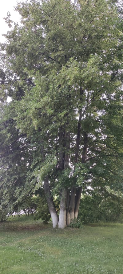 In the village of Ангелово Клубная Резиденция, Russia, a large tree with a thick trunk composed of multiple fused stems stands in a grassy clearing. The lower portions of the trunks are painted white. The tree has a dense canopy of green leaves that obscures much of the sky. In the background, there is a dense line of smaller trees and foliage. The ground in the foreground is covered in green grass with some scattered clover or small white flowers.