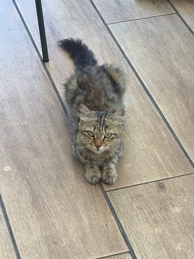 An overhead, eye-level, slightly angled, medium shot captures a medium-haired tabby cat lying on a tiled floor. The cat is facing the camera, its body positioned in the center of the frame with its head slightly to the right. Its fur is a mix of brown, grey, and black, with distinct tabby markings on its face and body. The cat's ears are pointed forward, and its green eyes are looking directly at the viewer with a serious expression. Its paws are tucked neatly underneath its body. The floor appears to be made of large, rectangular wooden-look tiles with dark grout lines. In the upper left corner, the black leg of a piece of furniture, possibly a chair or table, is visible, casting a faint shadow on the floor. The scene appears to be indoors, possibly in a home or public space in Ypsonas Municipality, Cyprus.