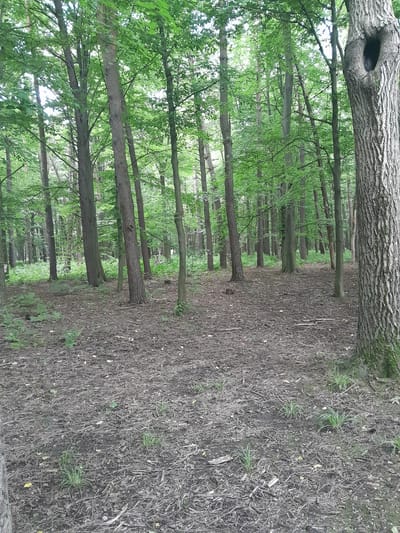The image depicts a forest floor covered with fallen leaves, twigs, and branches. Several trees with green foliage are visible, forming a dense canopy overhead. In the foreground, a large tree trunk with rough bark stands on the right side of the frame. The ground is uneven and appears to be a natural forest setting. There are no people or animals present in the image. The location is described as a city in Atabe, Georgia.